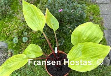 Hosta German Yellow Dragon